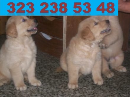 Venta De Cachorros Golden Retriever 100% Puros
