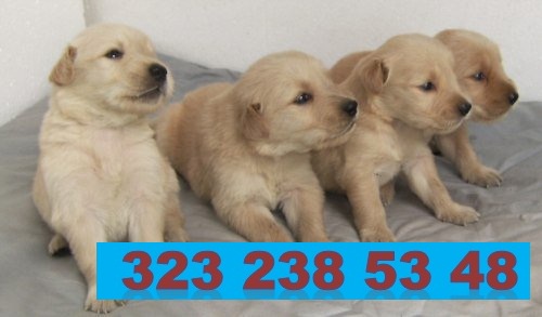 Venta De Cachorros Golden Retriever 100% Puros